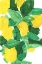 Picture of LEMONS 1