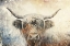 Picture of COW HIGHLAND ILLUSTRATION ART 01