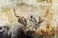 Picture of COW HIGHLAND ILLUSTRATION ART 03