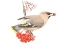 Picture of WAXWING