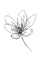 Picture of CROCUS