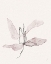 Picture of BUTTERFLY