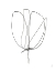 Picture of TULIP