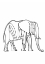Picture of LINE ELEPHANT