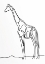 Picture of LINE GIRAFFE