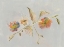 Picture of ELEGANT ANTIQUE FLOWERS 01