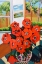 Picture of POPPIES
