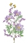 Picture of PURPLE CLEMATIS AND BLEEDING HEART