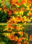 Picture of AUTUMN REFLECTIONS