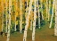 Picture of BIRCH TREES