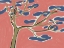 Picture of BONSAI TREE FINE ART PAINTING
