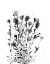 Picture of SMALL FLOWERS III