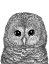 Picture of LITTLE OWL DUVET