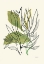Picture of FOLIAGE N.1