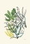 Picture of FOLIAGE N.4