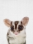 Picture of SUGARGLIDER