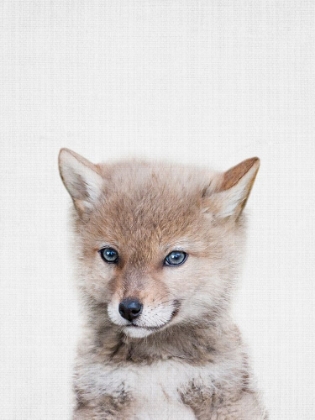Picture of COYOTE