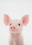 Picture of BABY PIG