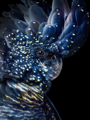 Picture of BLACKCOCKATOO