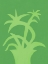Picture of GREEN LEAFY PLANT