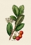 Picture of BOTANY   ARBUTUS UNEDO