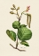 Picture of BOTANY   ALNUS GLUTINOSA