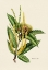 Picture of BOTANY   CASTANEA SATIVA