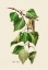 Picture of BOTANY   BETULA CELTIBERICA