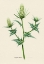 Picture of BOTANY   ERINGYUM DURIAEI