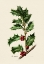 Picture of BOTANY   ILEX AQUIFOLIUM