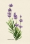 Picture of BOTANY   LAVANDULA ANGUSTIFOLIA