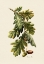 Picture of BOTANY   QUERCUS ROBUR