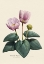 Picture of BOTANY   RANUNCULUS CABRERENSIS