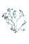 Picture of DELICATE BLUE FLOWERS 2