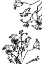 Picture of BLOSSOM TREES SILHOUETTE