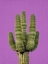 Picture of PURPLE CACTUS