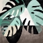 Picture of MONSTERA
