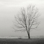 Picture of LAKESHORE TREE