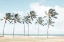 Picture of HAWAIIAN PALM TREES