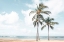 Picture of PALM TREE FAMILY