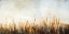 Picture of GRASSES IN THE BREEZE