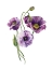 Picture of LAVENDER LISIANTHUS