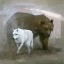 Picture of WHITE WOLF, BROWN BEAR