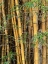 Picture of BAMBOO FOREST