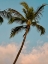Picture of PALM IN WAILEA