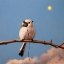 Picture of SONG BIRD NO. 8