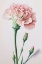Picture of POWDER PINK CARNATIONS