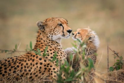 Picture of INSTINCTS