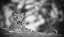 Picture of LEOPARD