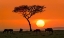 Picture of SAFARI SUNSET